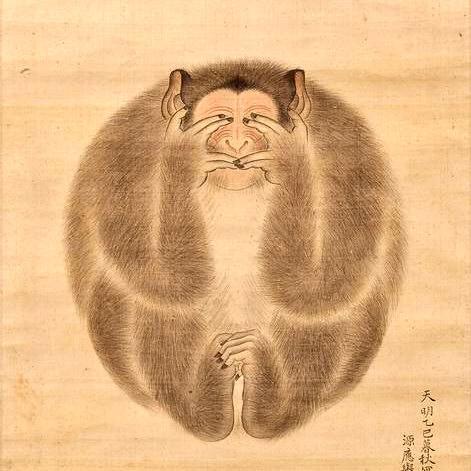 Одна обезьяна, прикрывающая лапами глаза, уши и рот