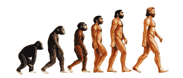 Происхождение человека от обезьяны