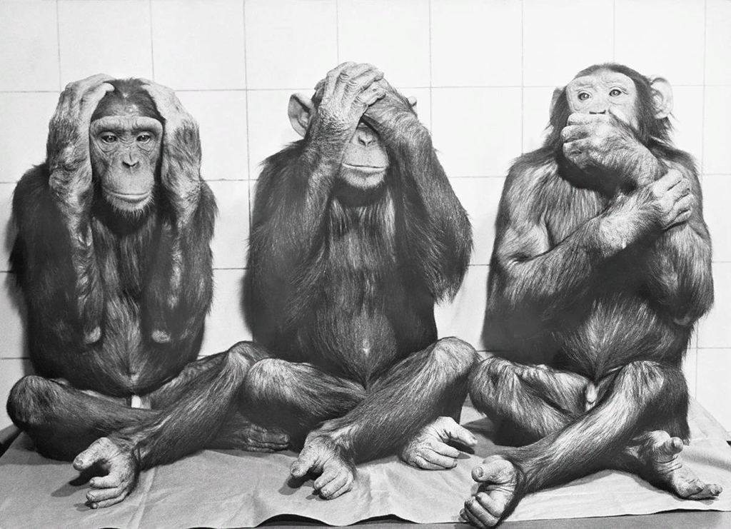 Оригинальное фото трех шимпанзе, послужившее основой для плаката