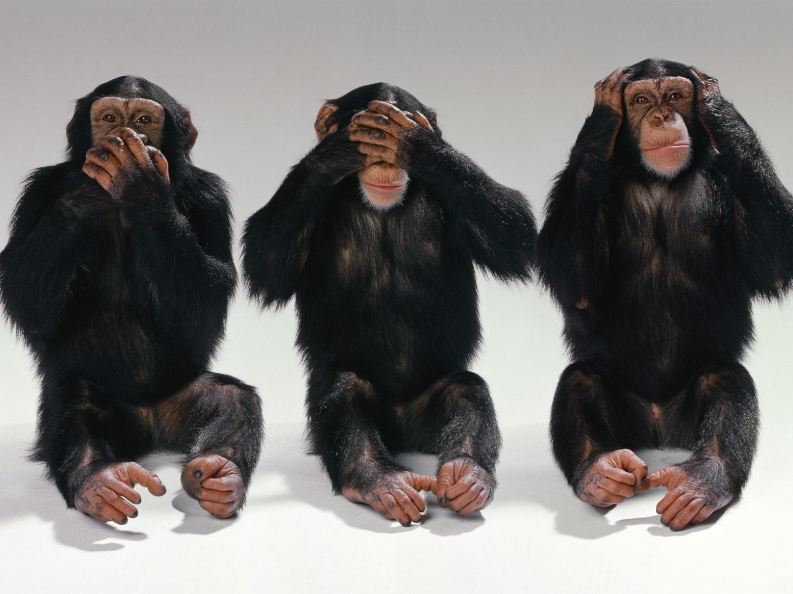 Шимпанзе в позах трех обезьян