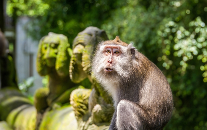Коренной житель Леса обезьян в Убуде на фоне скульптурной композичии с тремя обезьянами